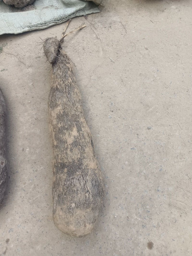 文成糯米山药视频看货品质保证欢迎咨询