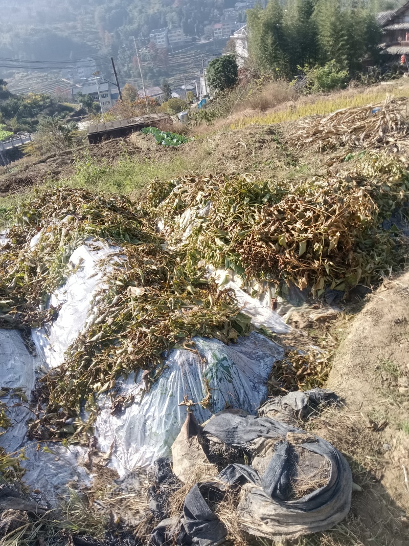 文成糯米山药视频看货品质保证欢迎咨询