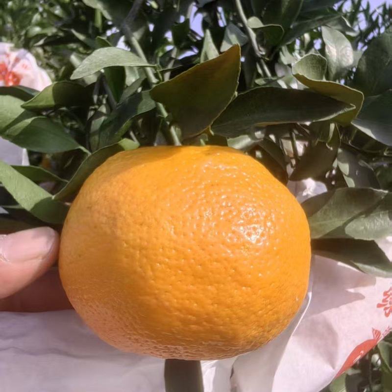四川耙耙柑，皮薄多汁，品质保障，欢迎联系供全国。