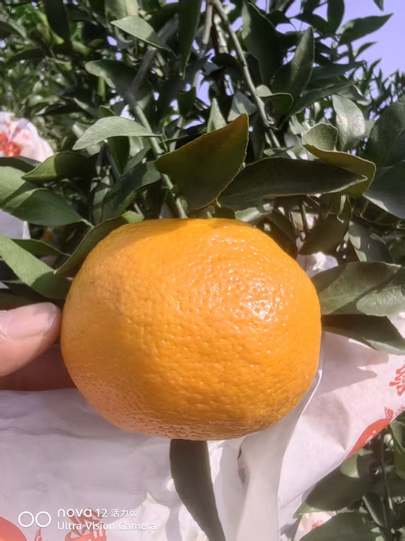 四川耙耙柑，皮薄多汁，品质保障，欢迎联系供全国。