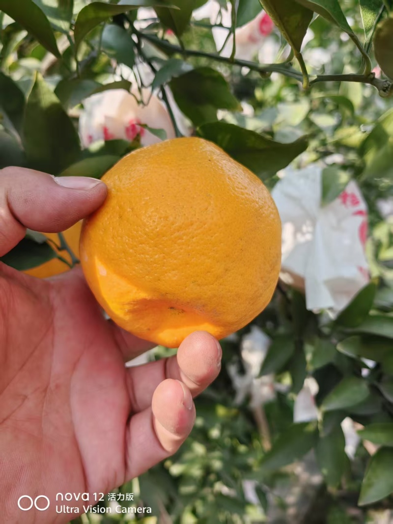 四川耙耙柑，皮薄多汁，品质保障，欢迎联系供全国。