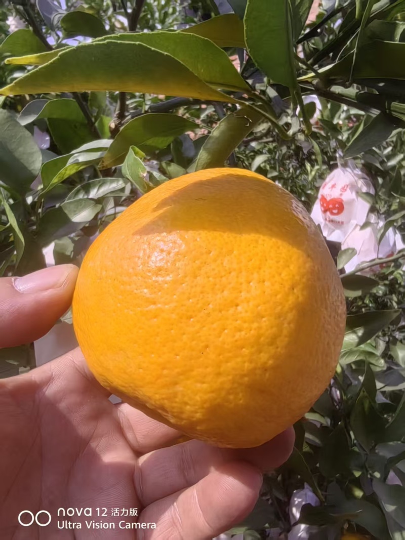 四川耙耙柑，皮薄多汁，品质保障，欢迎联系供全国。