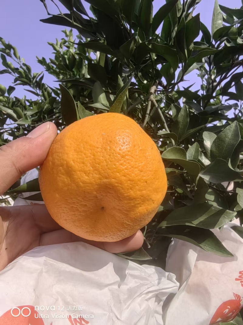 四川耙耙柑，皮薄多汁，品质保障，欢迎联系供全国。