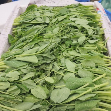豌豆尖