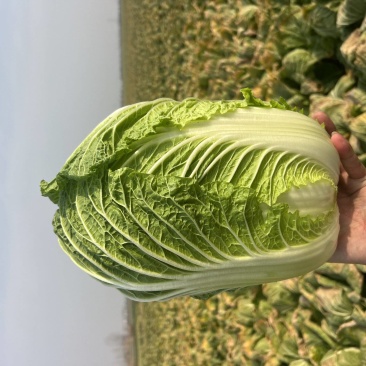 精品黄心大白菜3~6斤货好质量很好欢迎来电咨询