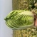 精品黄心大白菜3~6斤货好质量很好欢迎来电咨询