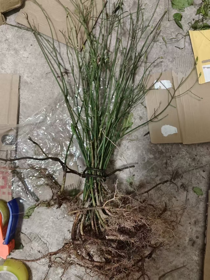 鬼箭羽树苗