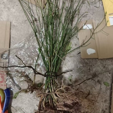 鬼箭羽树苗