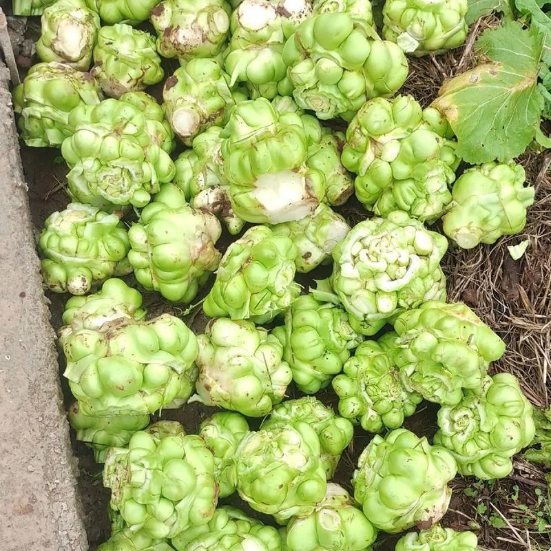榨菜