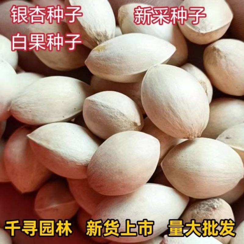 新采银杏种子白果种子彩叶树种子绿化占地绿化种子银杏种子