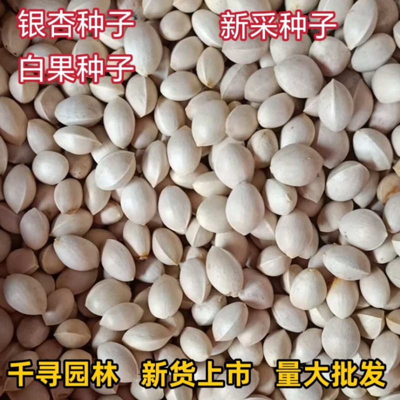 新采银杏种子白果种子彩叶树种子绿化占地绿化种子银杏种子