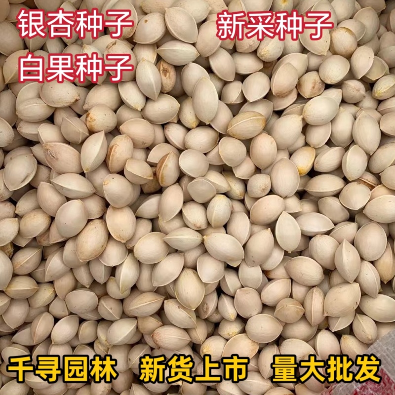 新采银杏种子白果种子彩叶树种子绿化占地绿化种子银杏种子