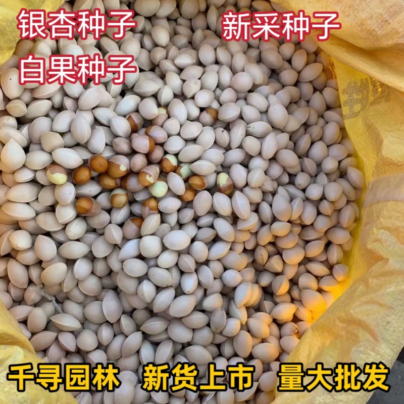 新采银杏种子白果种子彩叶树种子绿化占地绿化种子银杏种子