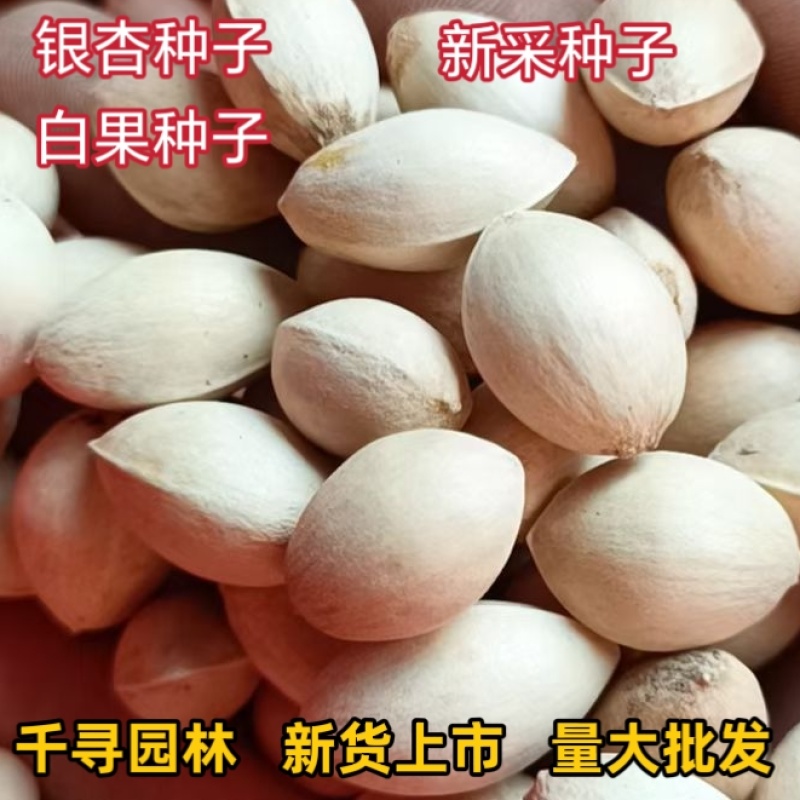 新采银杏种子白果种子彩叶树种子绿化占地绿化种子银杏种子