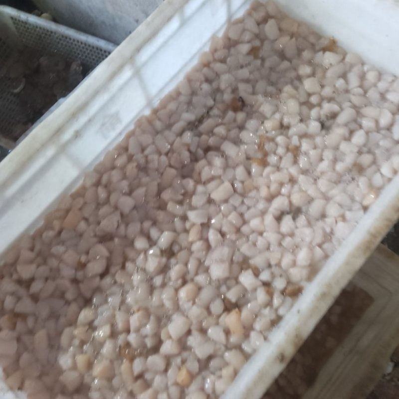 鲜扇贝丁，大小都有批发