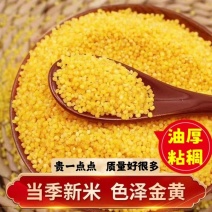 山西运城精品黄小米生态种植色泽金黄营养丰富