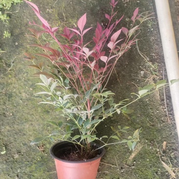 红宝石南天竹