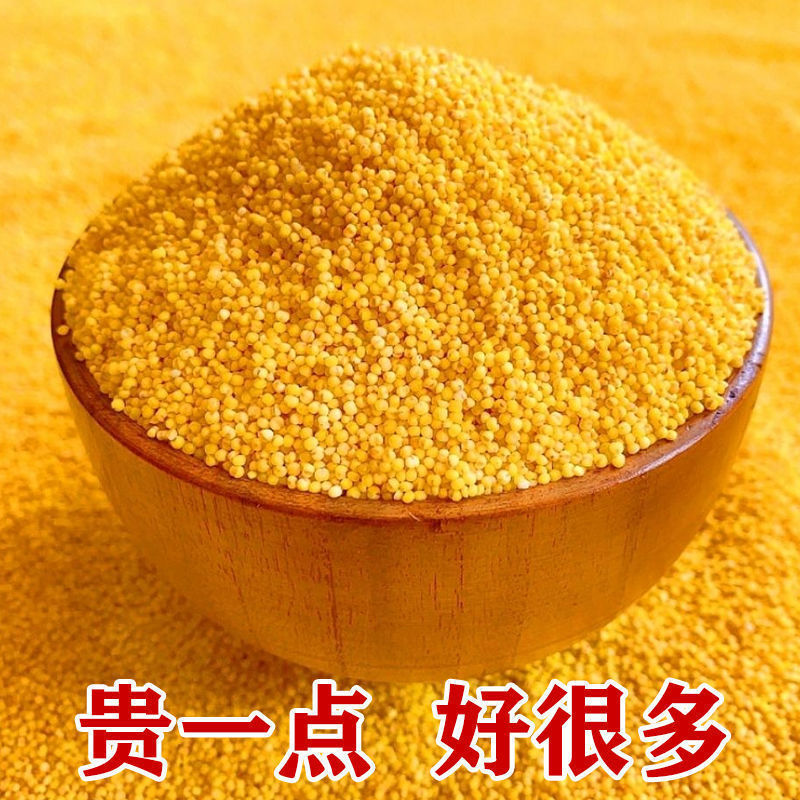 山西运城垣曲小米（疙瘩谷）生态种植保质保量一手货
