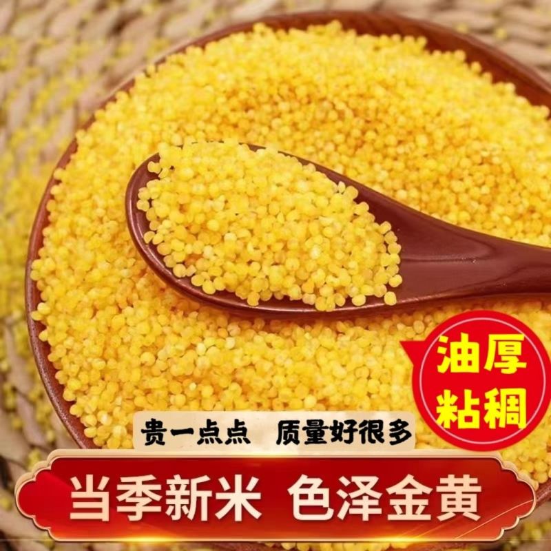 山西运城垣曲小米（疙瘩谷）生态种植保质保量一手货
