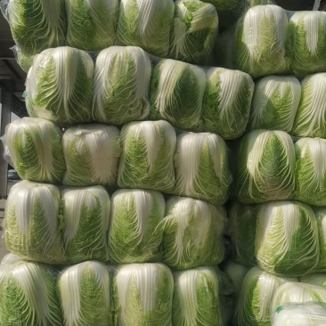 胡北精品黄心白菜产地直发品质保证一手货源量大从优