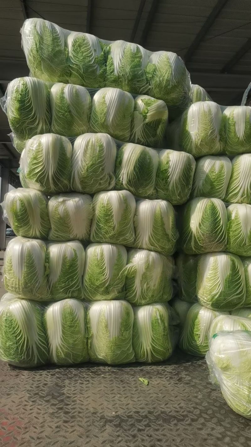 胡北精品黄心白菜产地直发品质保证一手货源量大从优