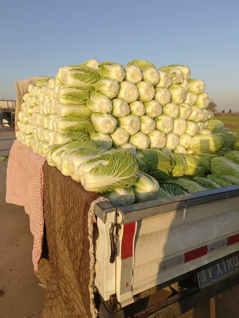 胡北精品黄心白菜产地直发品质保证一手货源量大从优