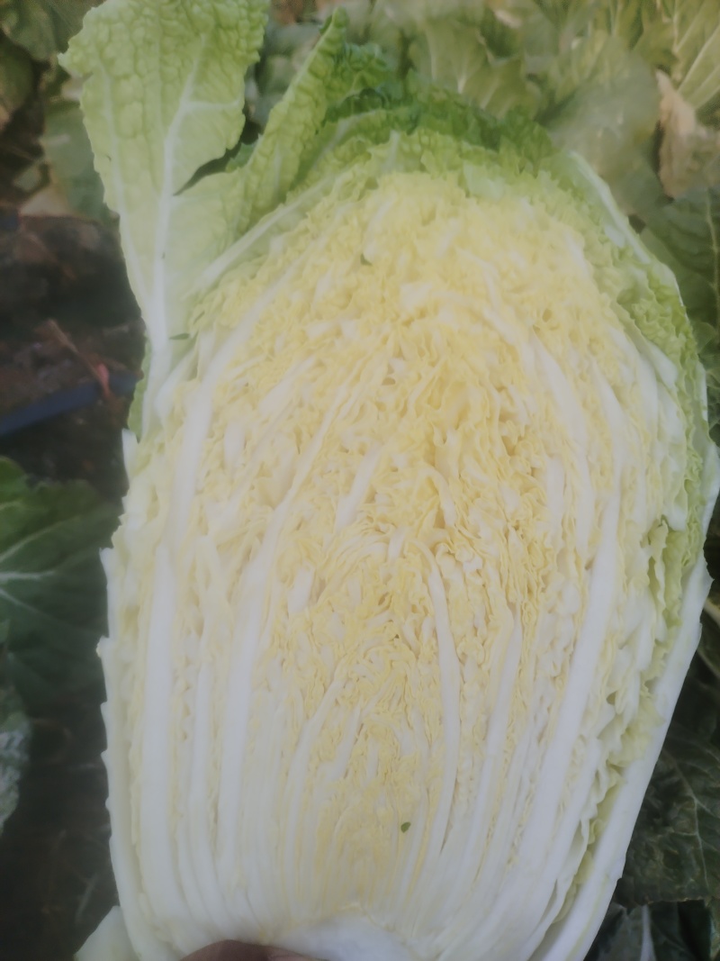 胡北精品黄心白菜产地直发品质保证一手货源量大从优