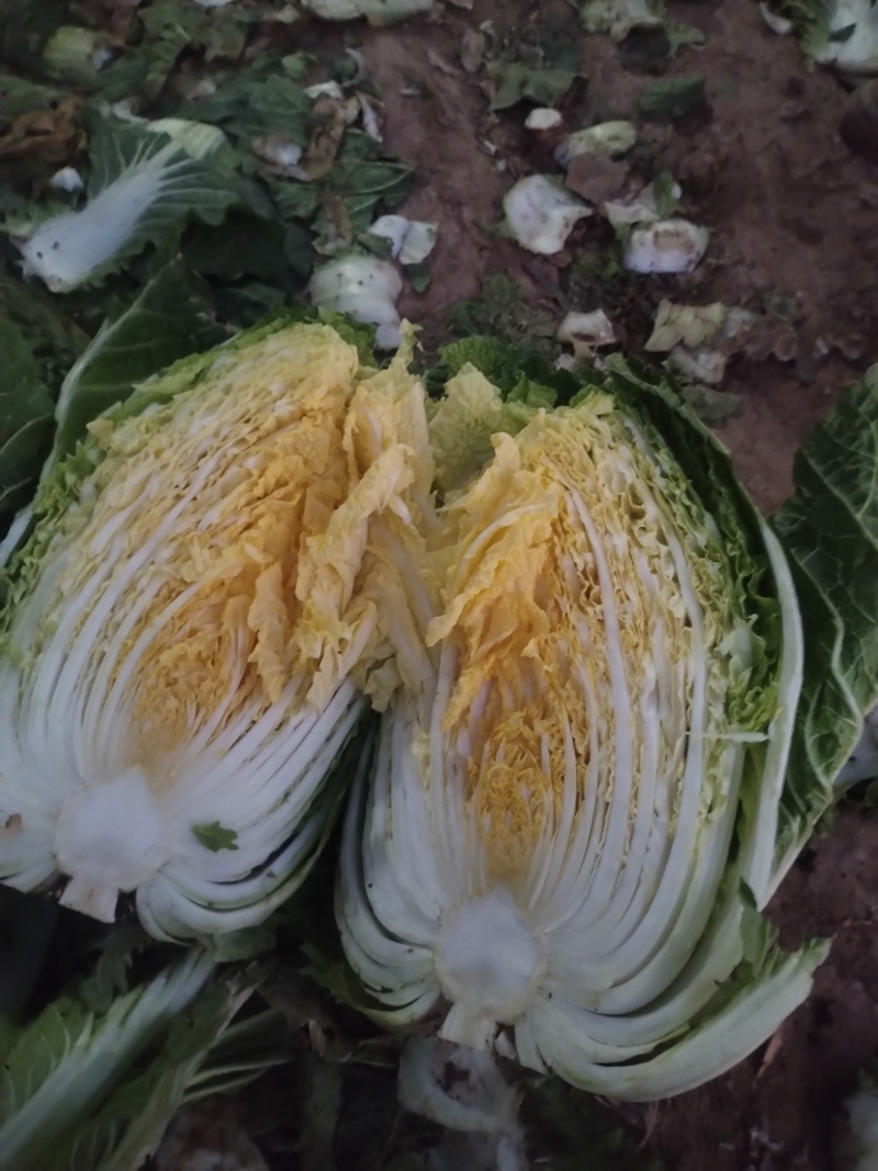 胡北精品黄心白菜产地直发品质保证一手货源量大从优