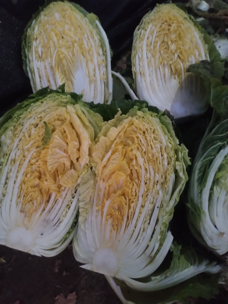 胡北精品黄心白菜产地直发品质保证一手货源量大从优