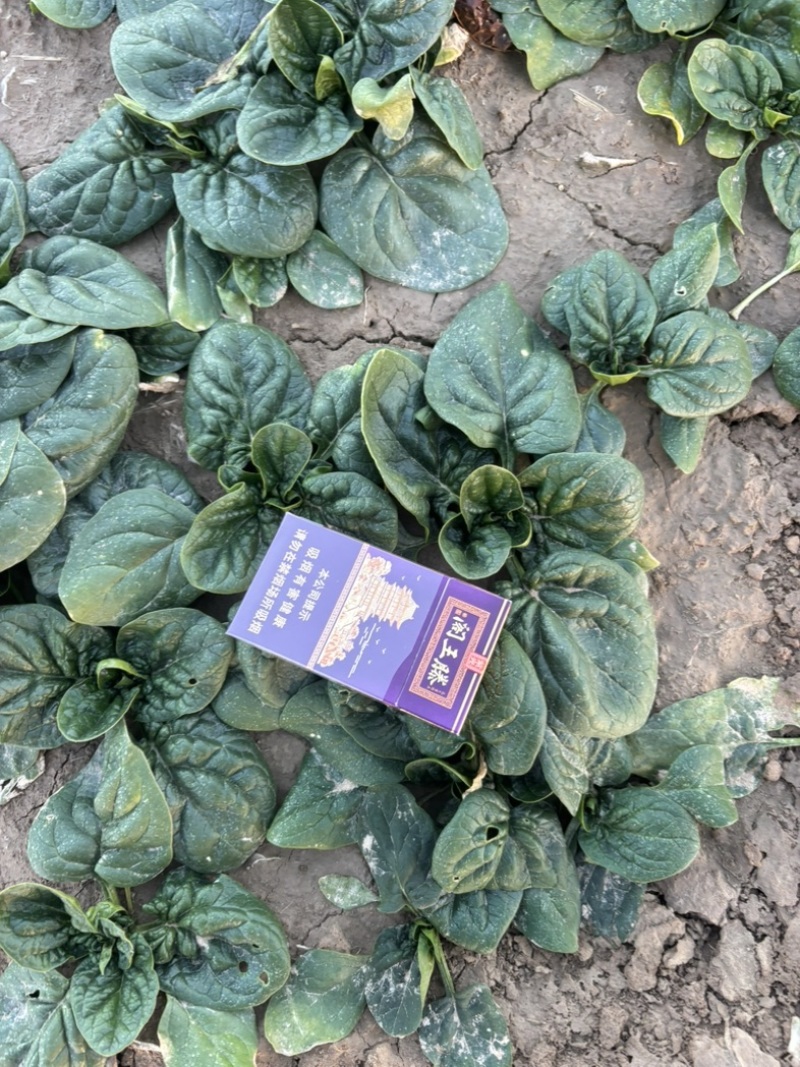 趴地菠菜种植基地诶杆圆叶趴地菠菜欢迎各大电商档口市场