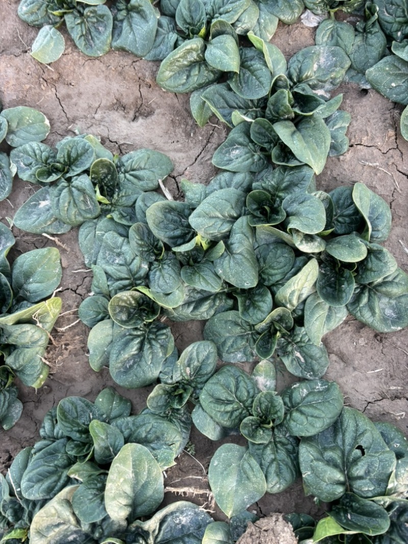 趴地菠菜种植基地诶杆圆叶趴地菠菜欢迎各大电商档口市场