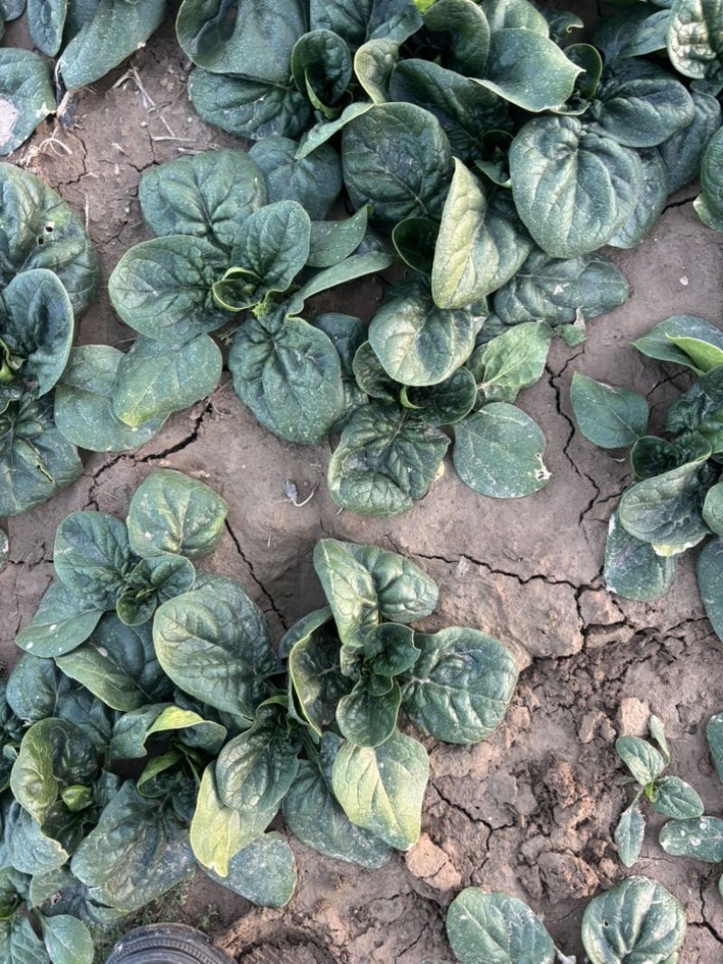 趴地菠菜种植基地诶杆圆叶趴地菠菜欢迎各大电商档口市场