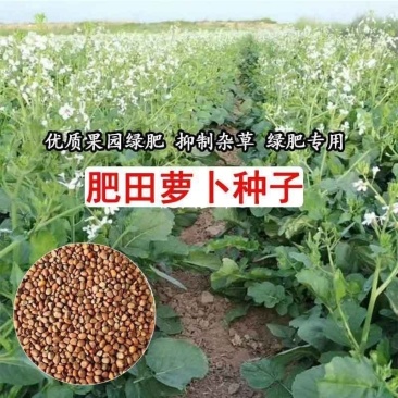 肥田萝卜种子抑制杂草乱生耐贫瘠除草青饲芽苗菜四季种批发按