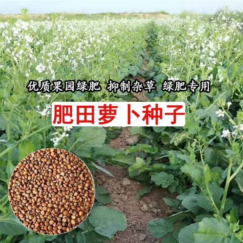 肥田萝卜种子抑制杂草乱生耐贫瘠除草青饲芽苗菜四季种批发按
