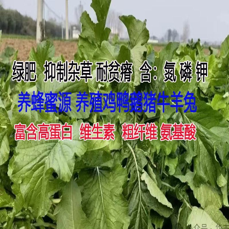 肥田萝卜种子抑制杂草乱生耐贫瘠除草青饲芽苗菜四季种批发按