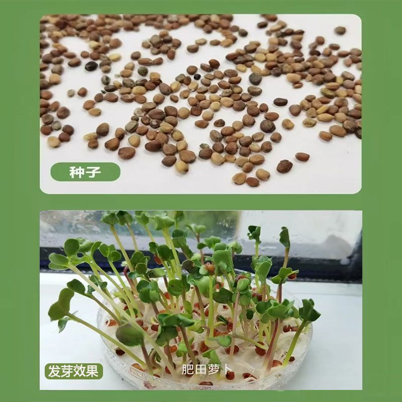 肥田萝卜种子抑制杂草乱生耐贫瘠除草青饲芽苗菜四季种批发按