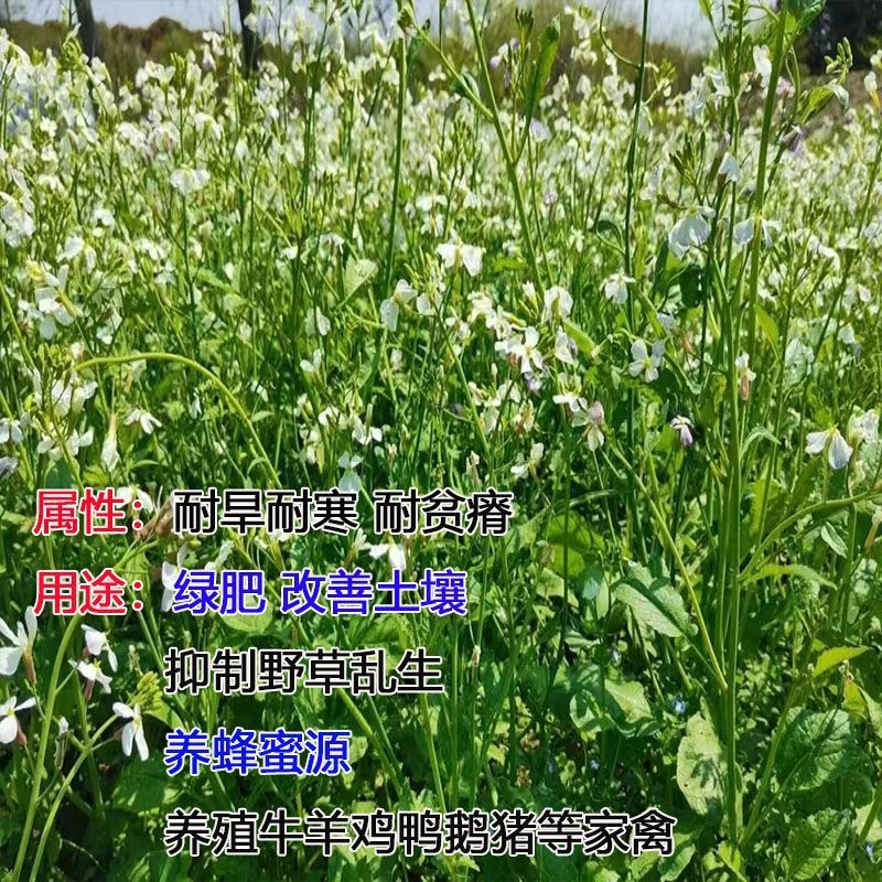 肥田萝卜种子抑制杂草乱生耐贫瘠除草青饲芽苗菜四季种批发按