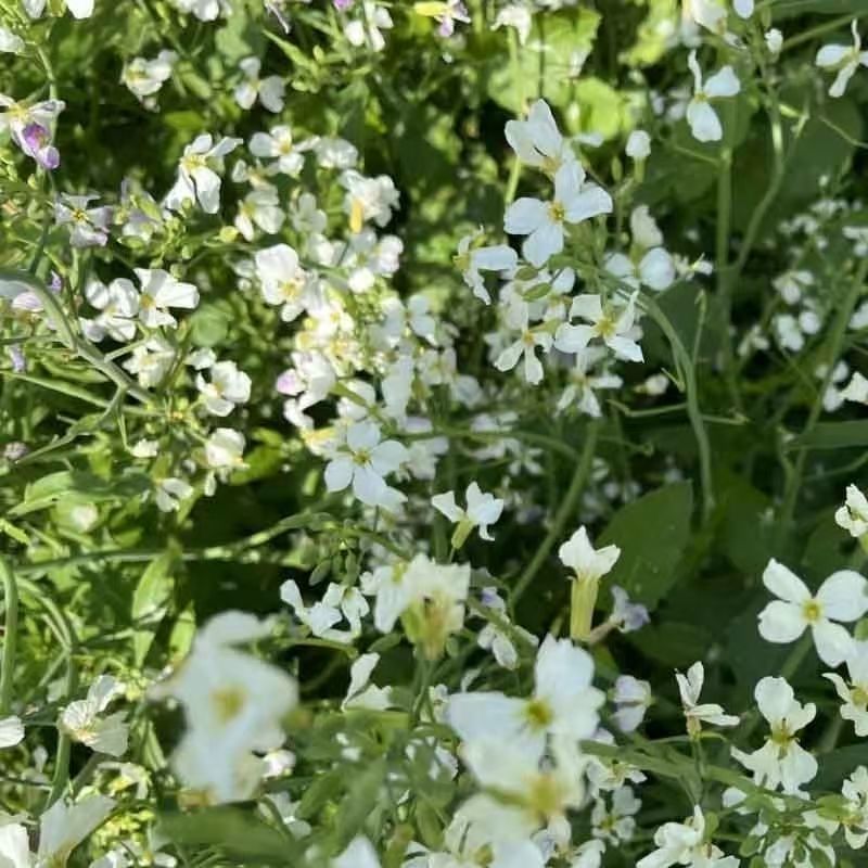 肥田萝卜种子抑制杂草乱生耐贫瘠除草青饲芽苗菜四季种批发按