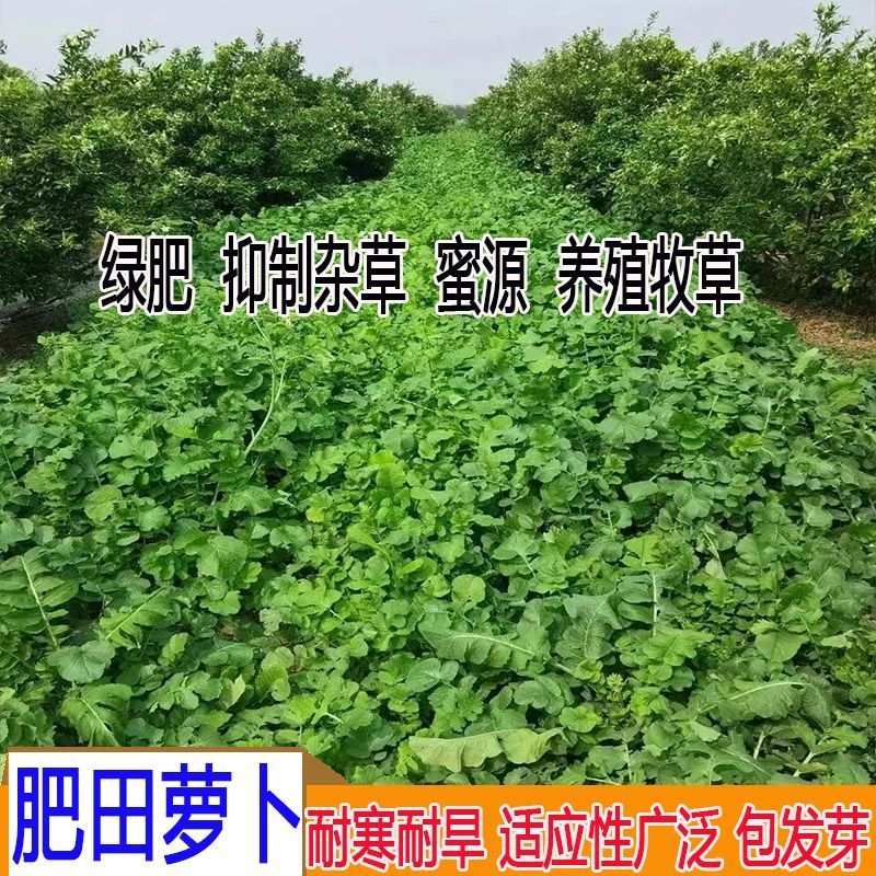 肥田萝卜种子抑制杂草乱生耐贫瘠除草青饲芽苗菜四季种批发按