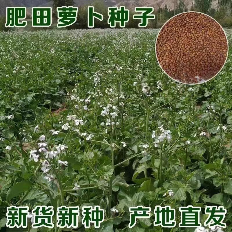 肥田萝卜种子抑制杂草乱生耐贫瘠除草青饲芽苗菜四季种批发按