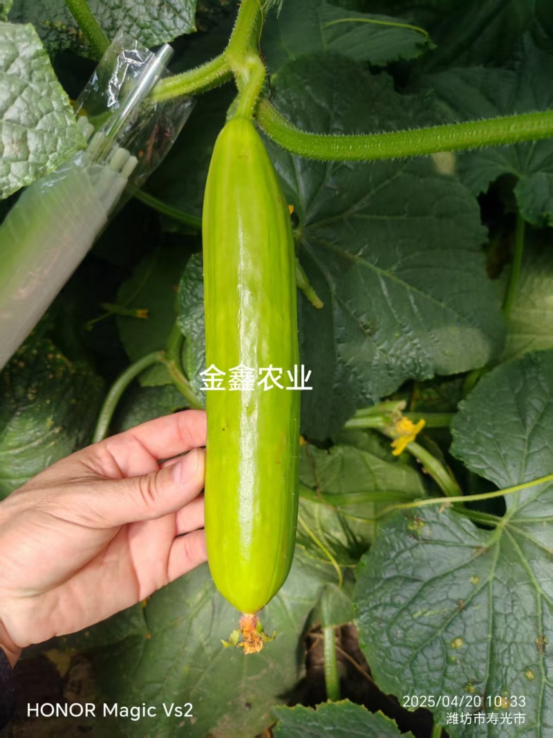 强雌奶油水果黄瓜种子黄白亮丽脆嫩黄瓜种子春秋大棚种子