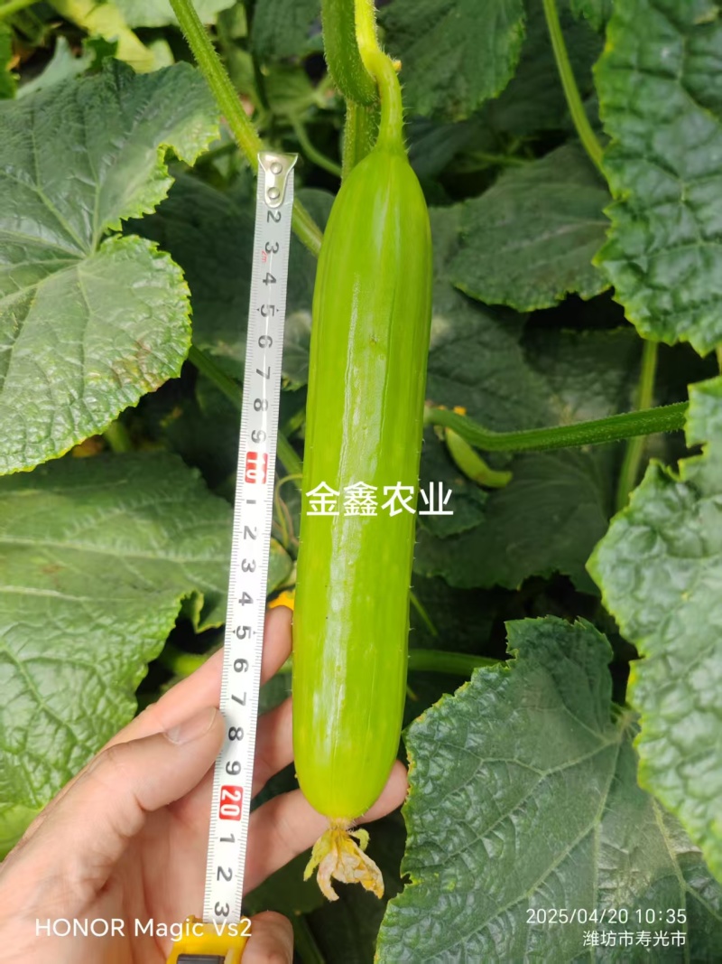 强雌奶油水果黄瓜种子黄白亮丽脆嫩黄瓜种子春秋大棚种子