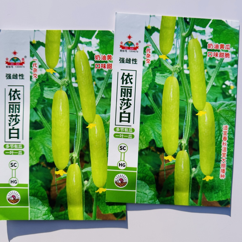 强雌奶油水果黄瓜种子黄白亮丽脆嫩黄瓜种子春秋大棚种子