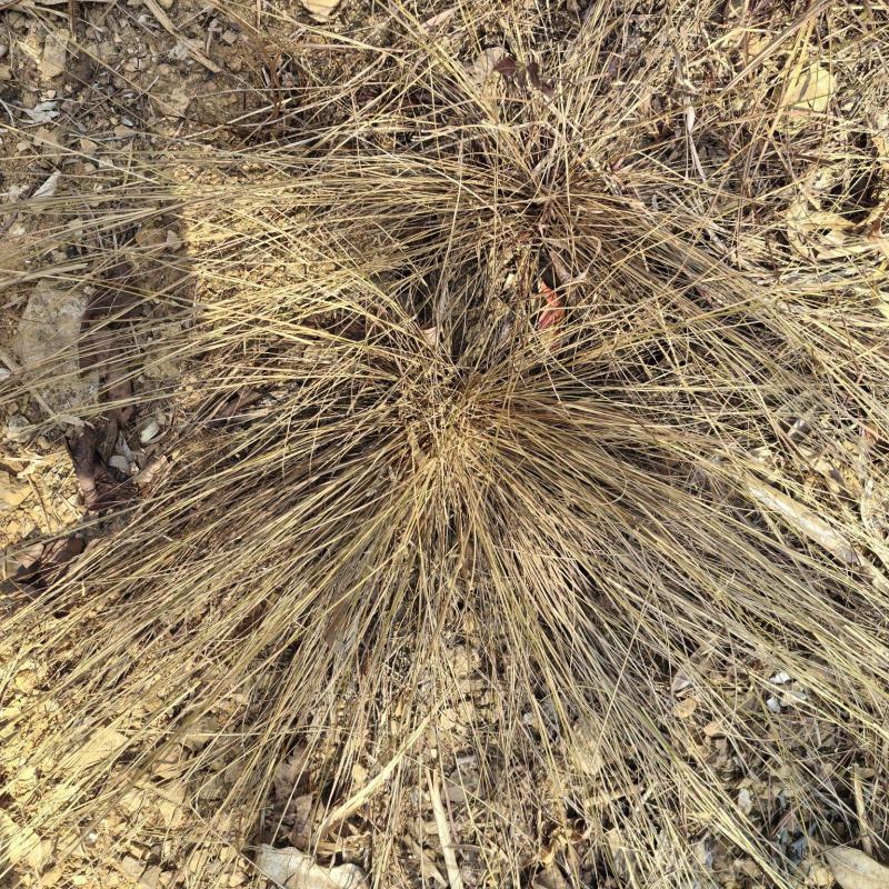 蓝羊茅苗、羊茅苗、滇羊茅苗、银羊茅苗