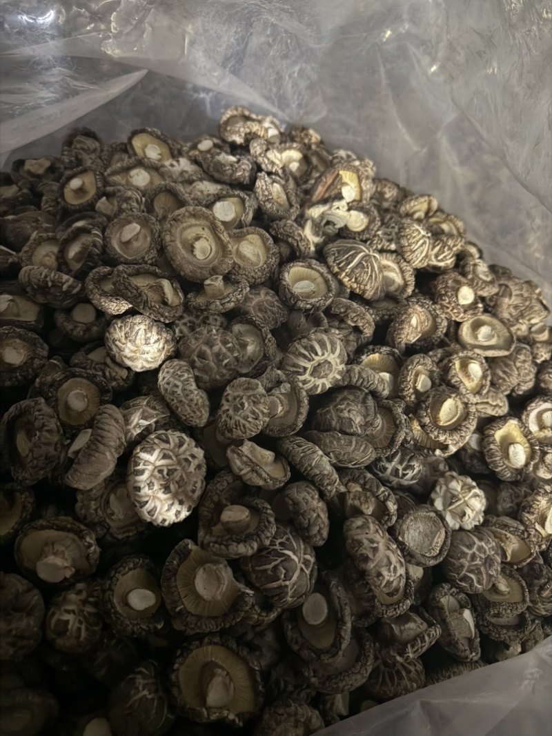 包邮白茶花精选3-4公分2025新花菇烘干厚肉