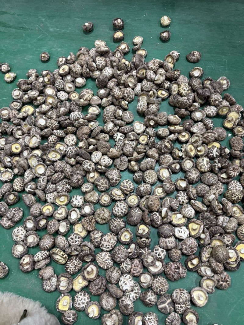 包邮白茶花精选3-4公分2025新花菇烘干厚肉