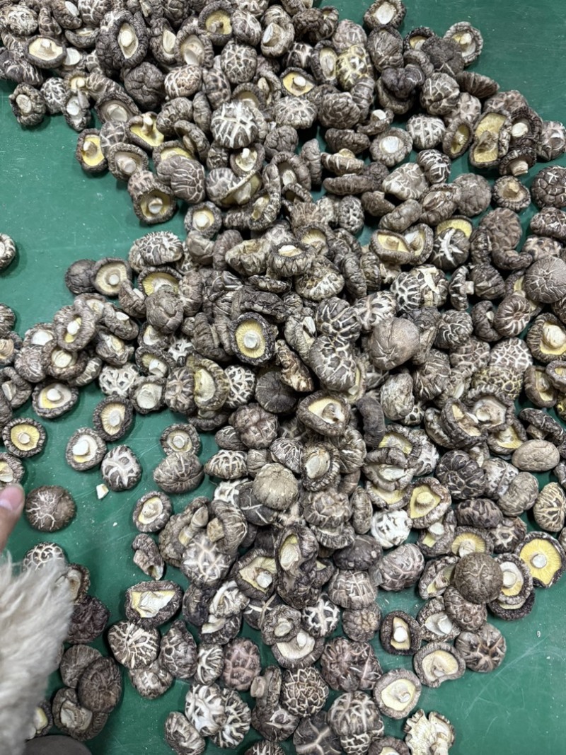 包邮白茶花精选3-4公分2025新花菇烘干厚肉