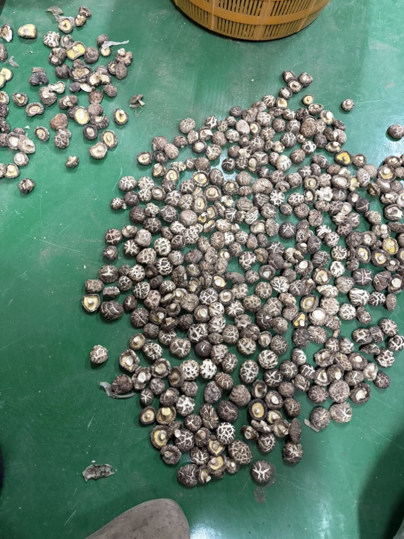 包邮白茶花精选3-4公分2025新花菇烘干厚肉