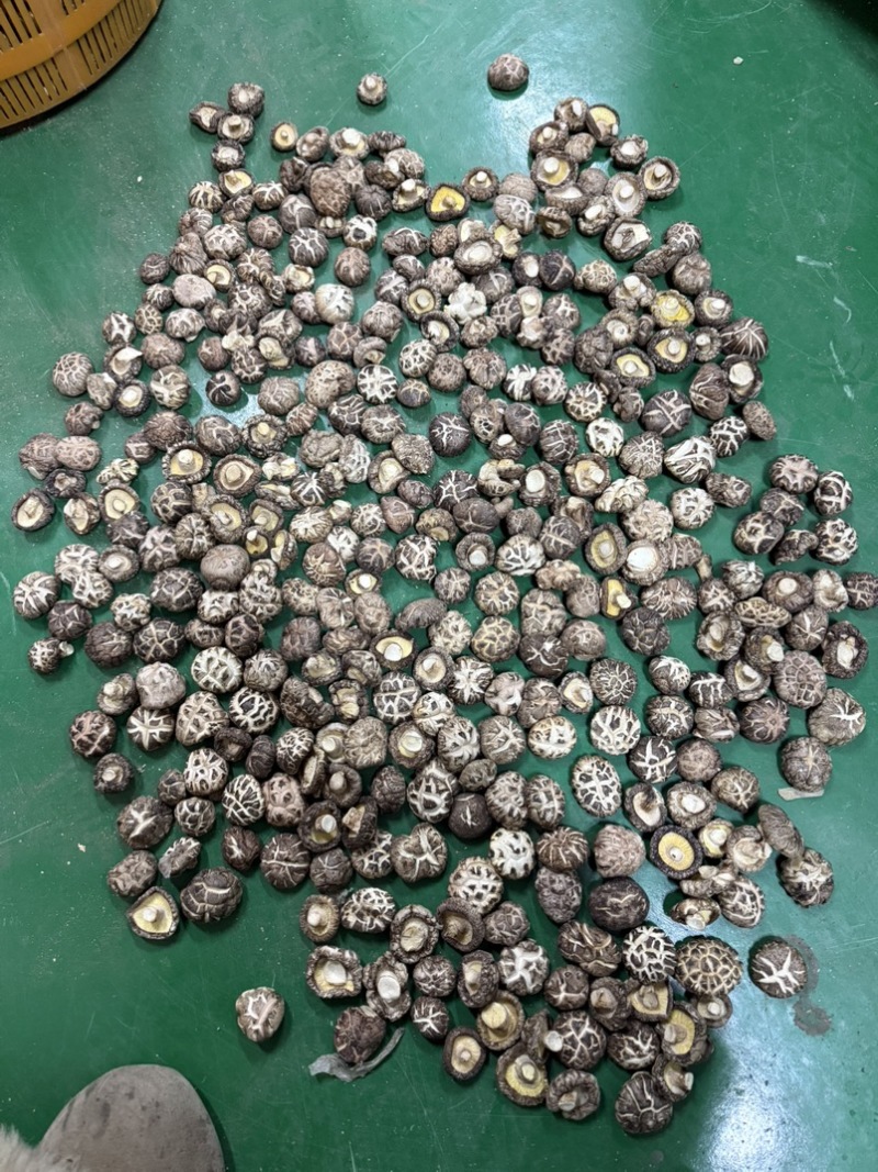 包邮白茶花精选3-4公分2025新花菇烘干厚肉