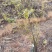 山苍树切片、山鸡椒切片、木姜子切片、山胡椒切片、野胡椒切